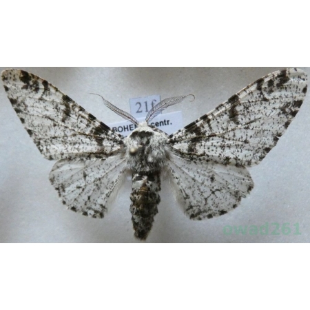 Biston betularia (Linnaeus, 1758) Krępak nabrzozak Czech21f